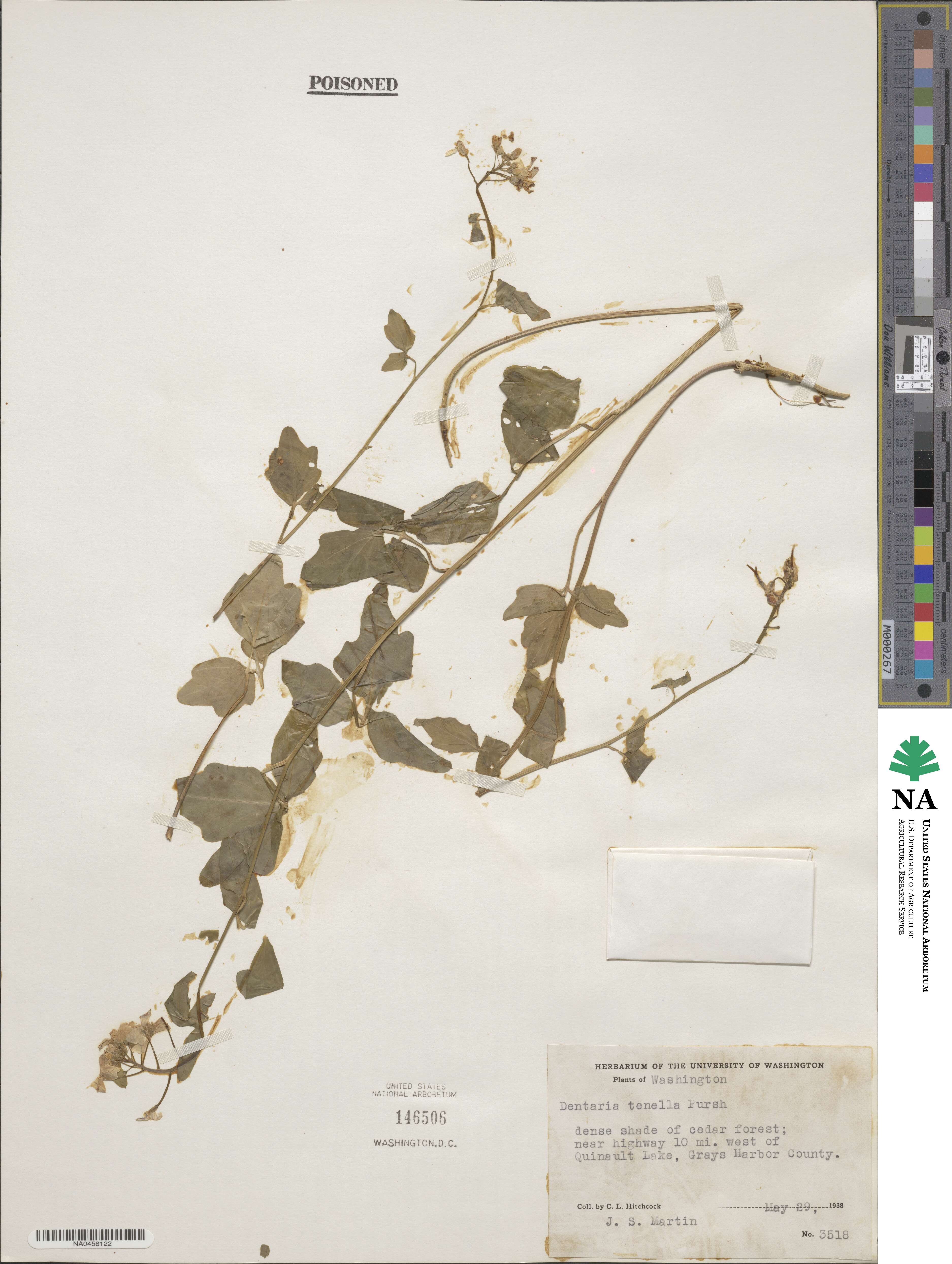 Cardamine nuttallii image