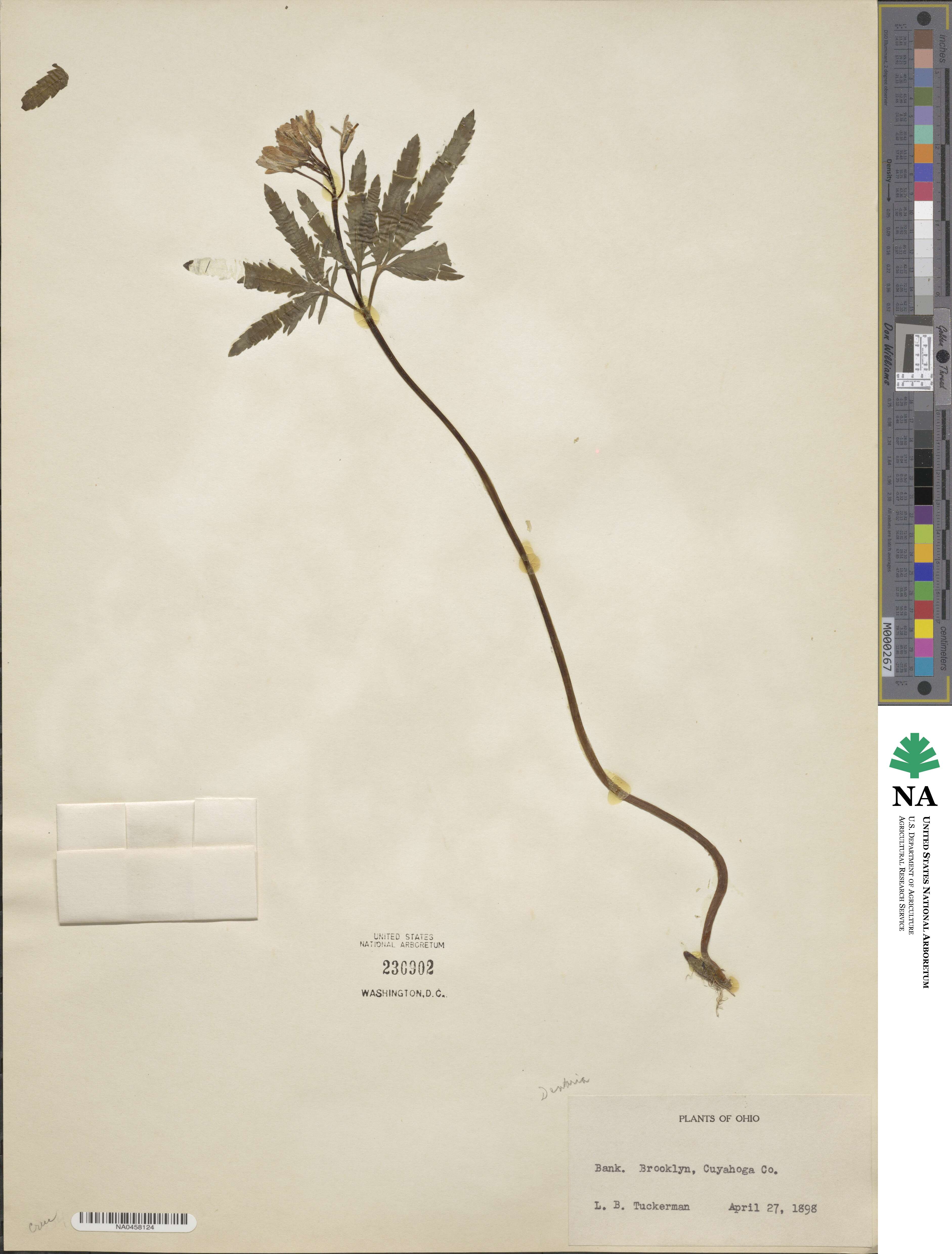 Dentaria image