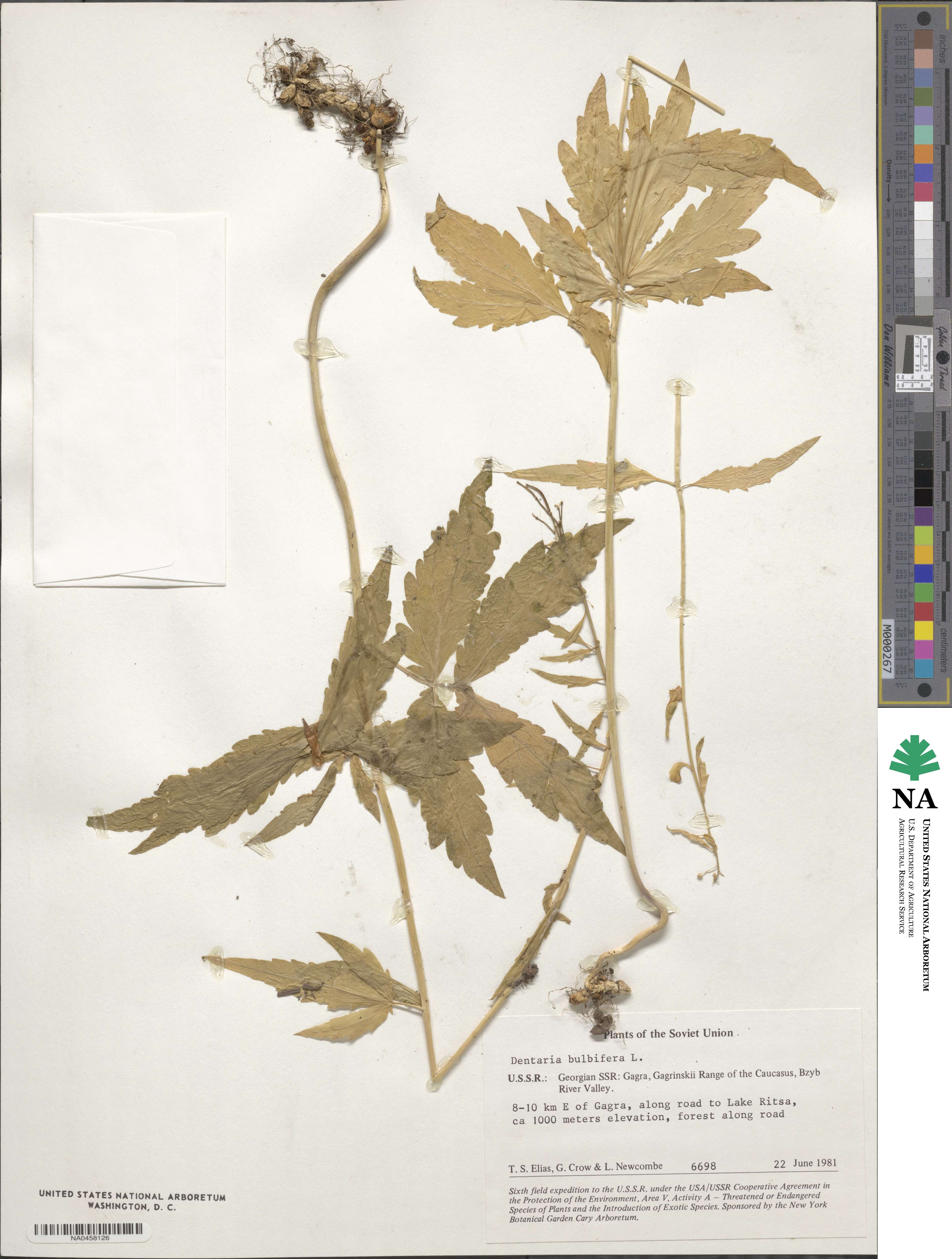 Cardamine bulbifera image