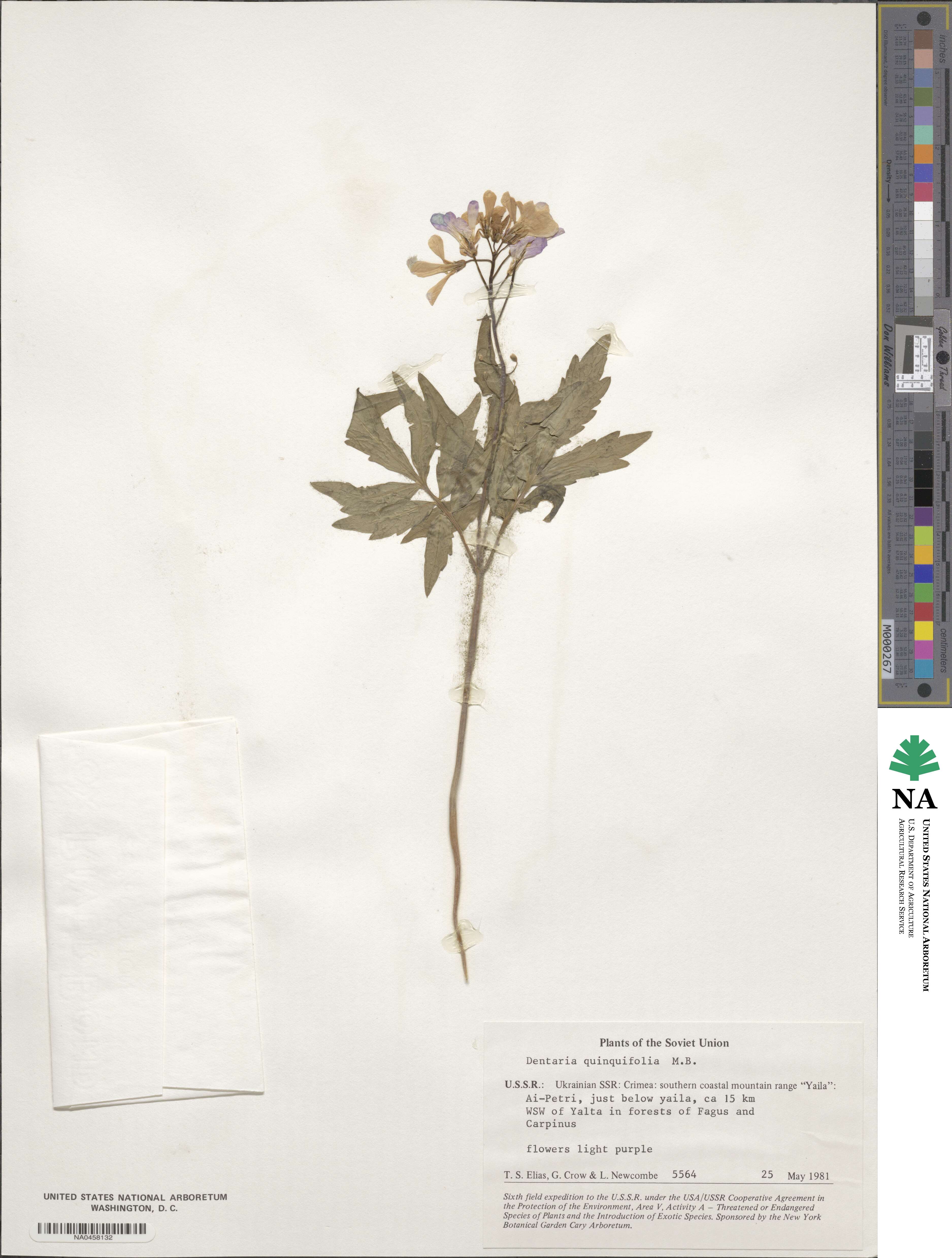 Cardamine quinquefolia image