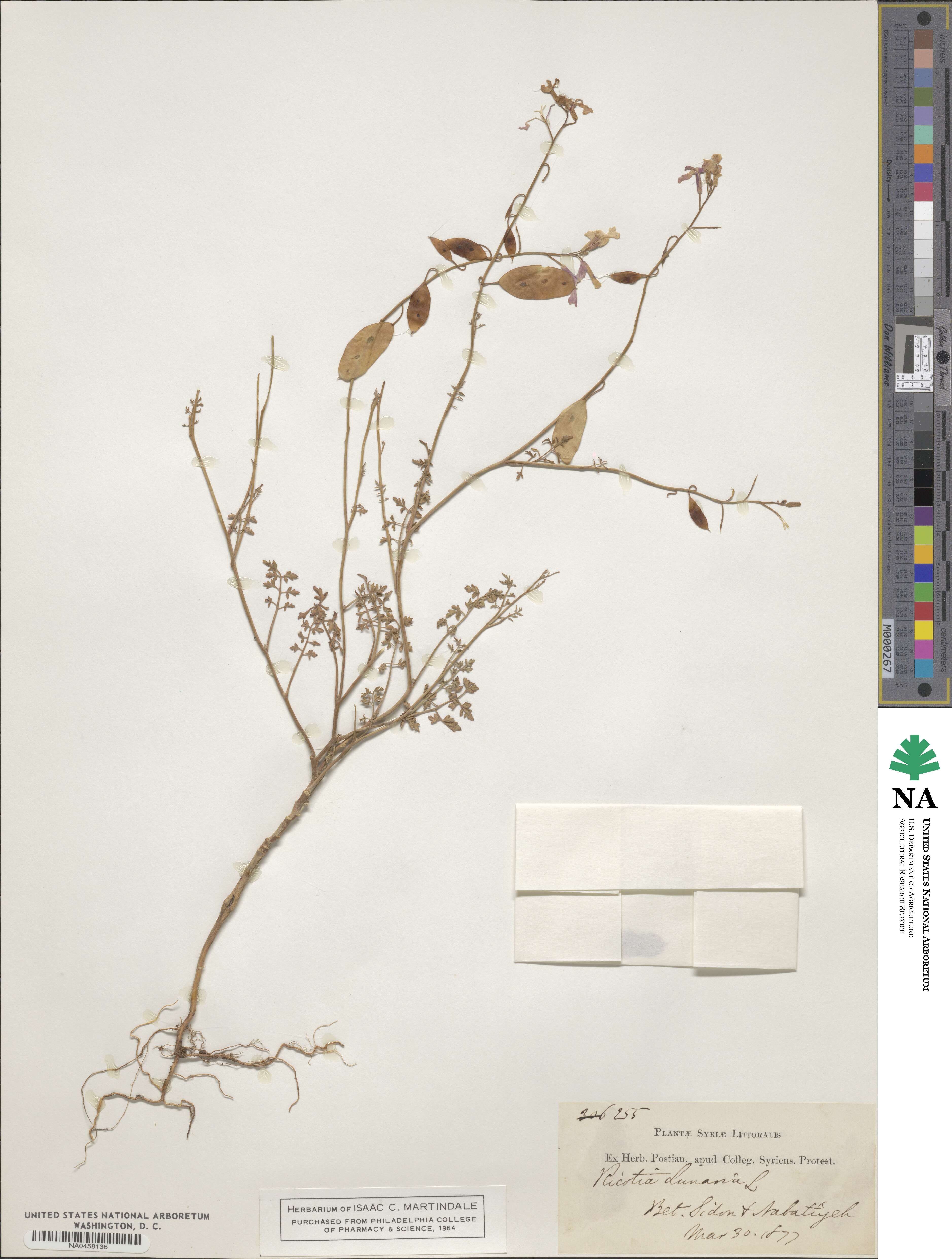 Ricotia lunaria image