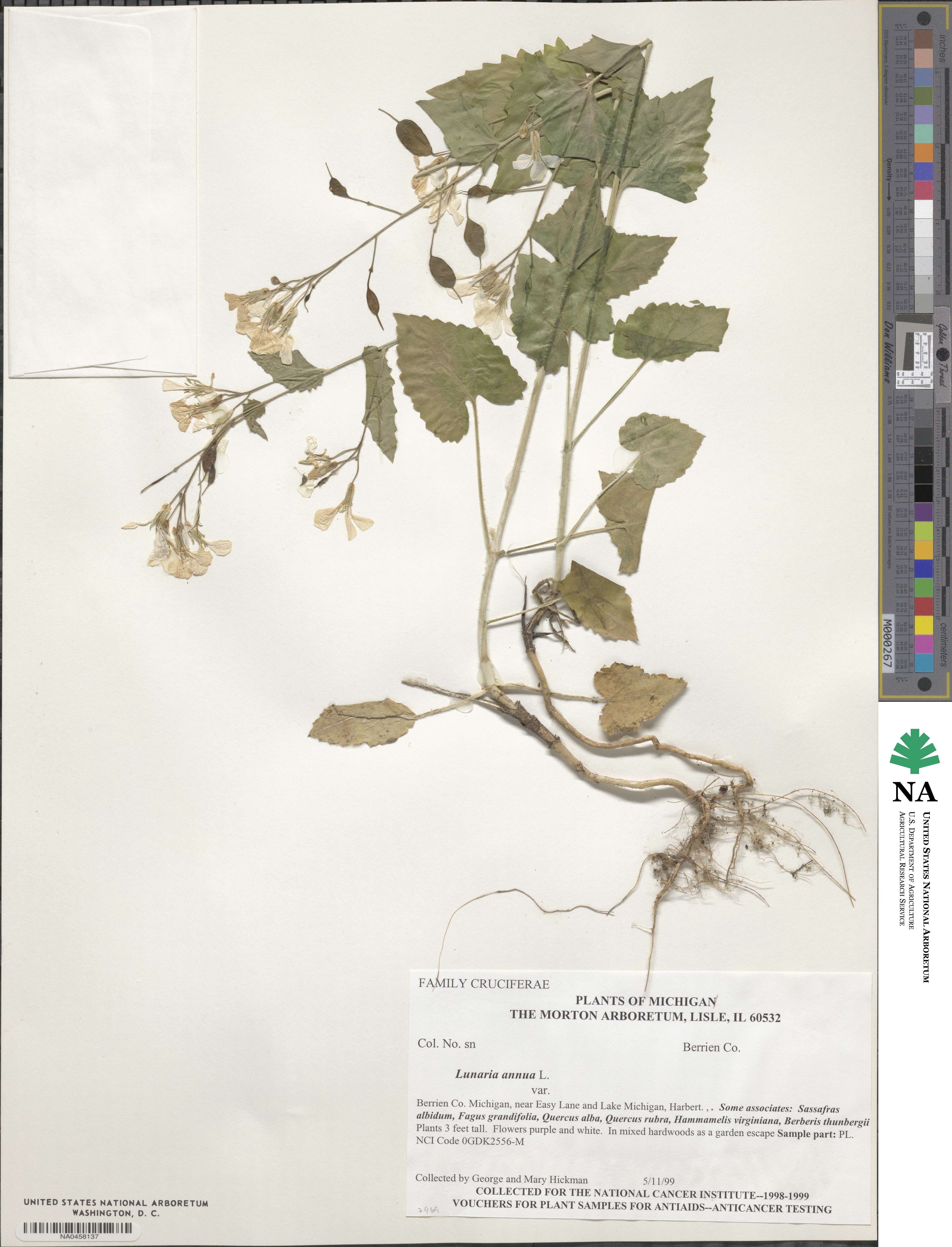 Lunaria annua image