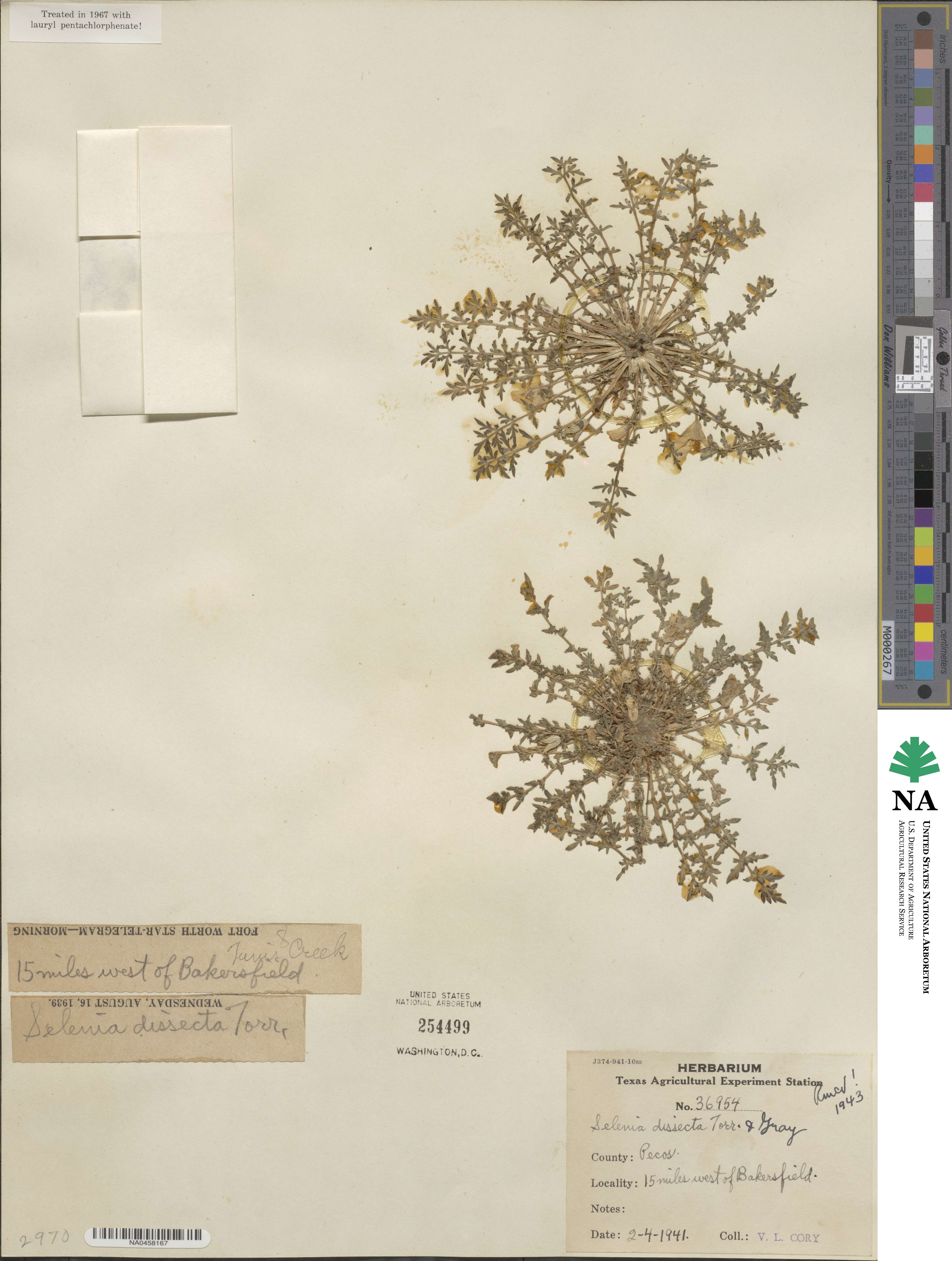 Selenia dissecta image