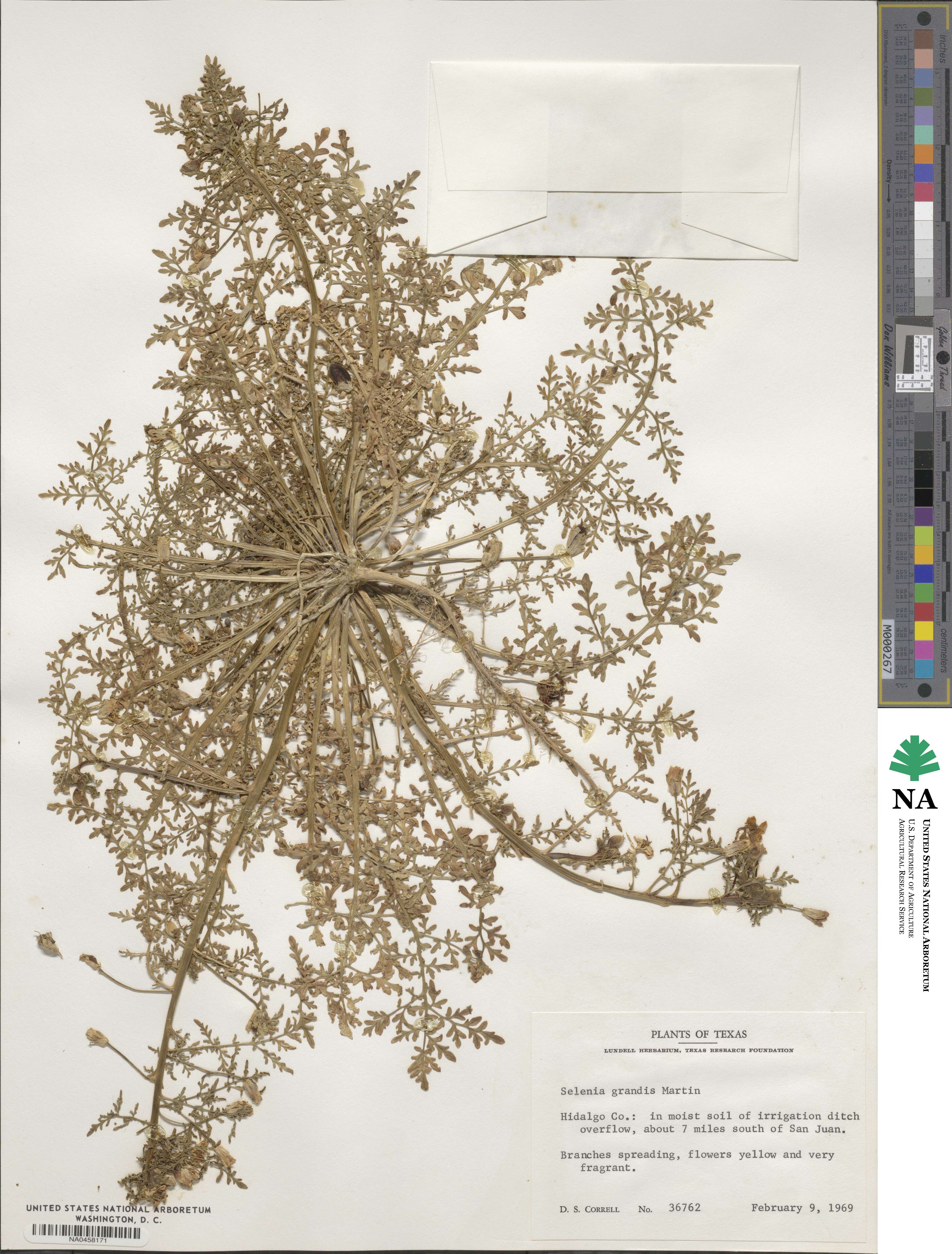 Selenia grandis image
