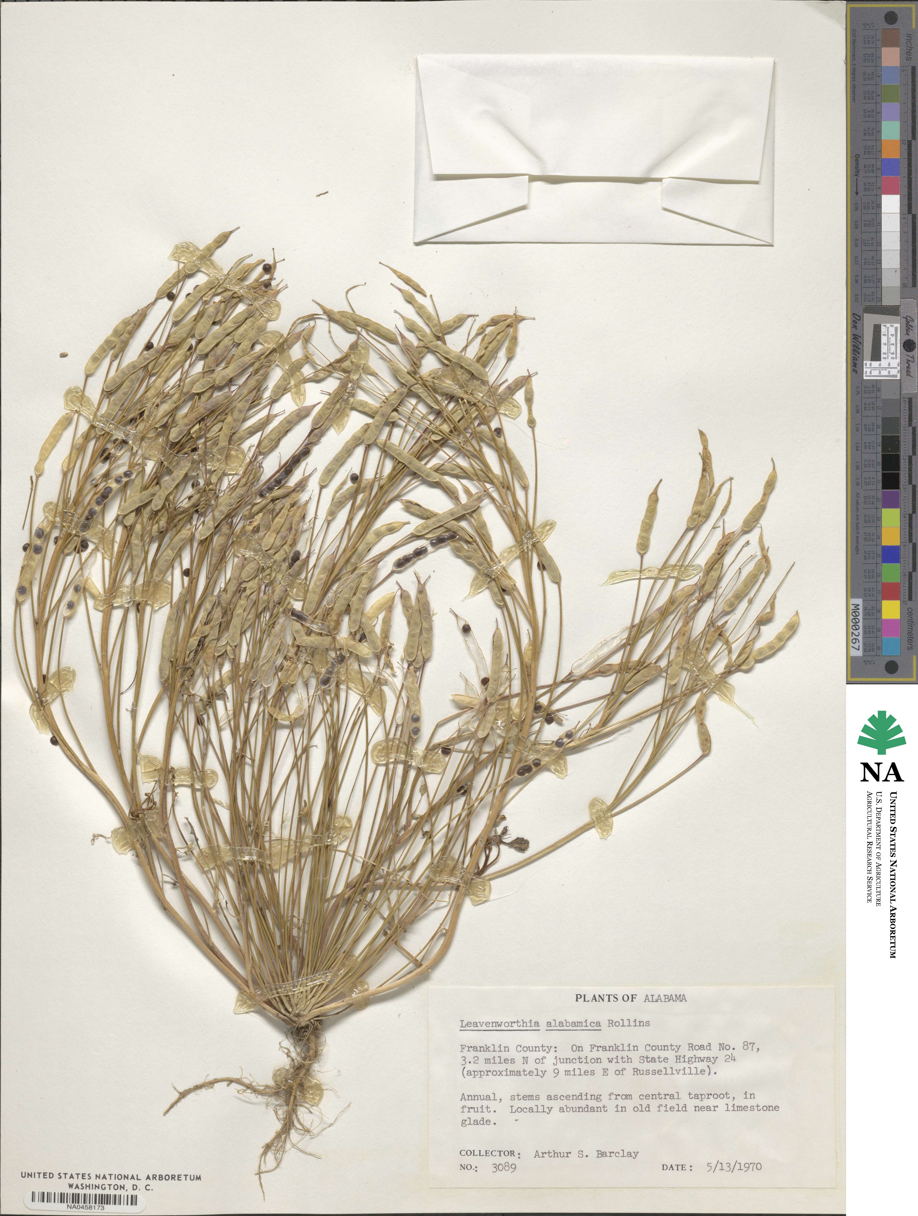 Leavenworthia alabamica image