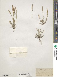 Leavenworthia aurea image