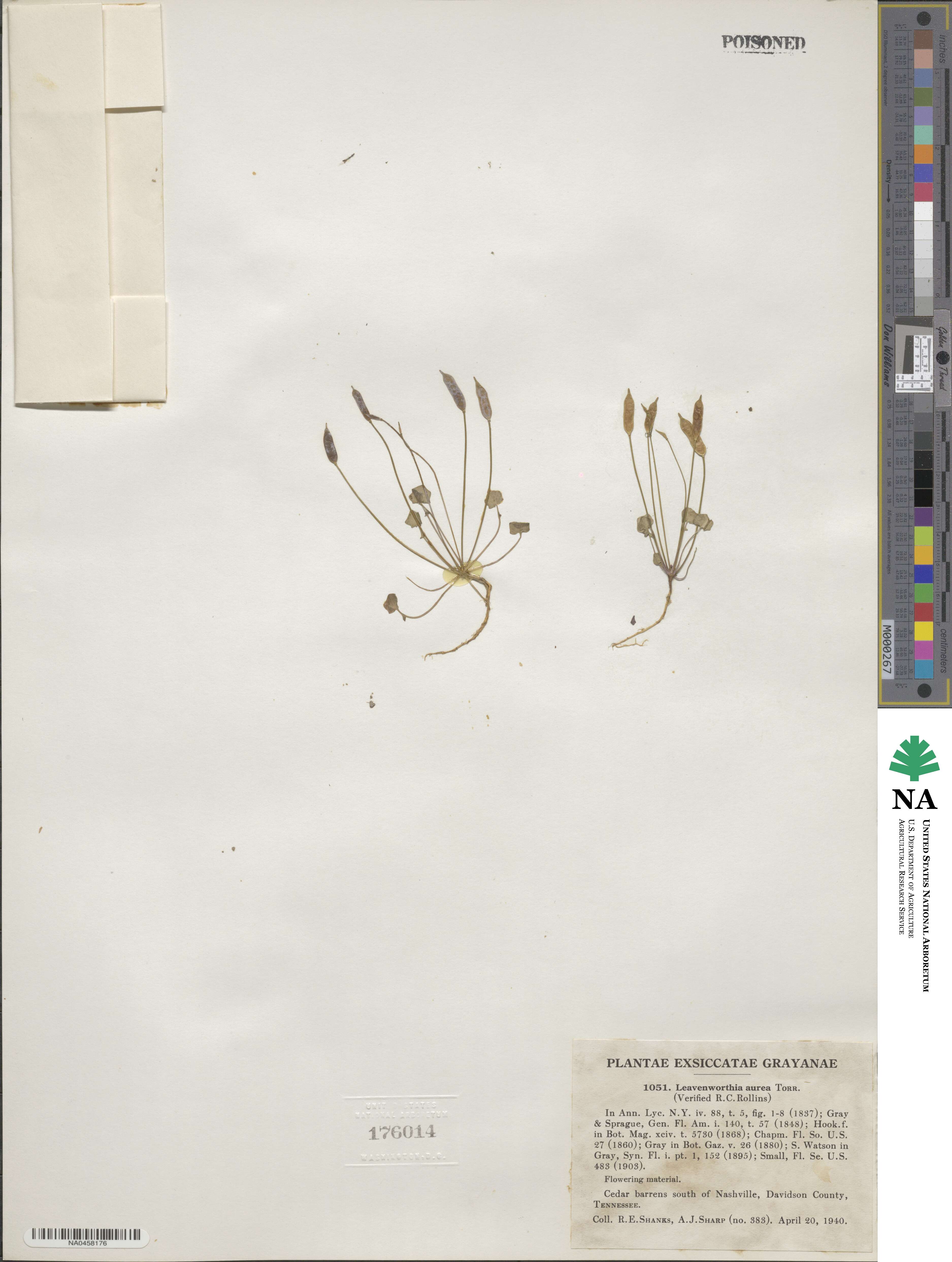 Leavenworthia aurea image