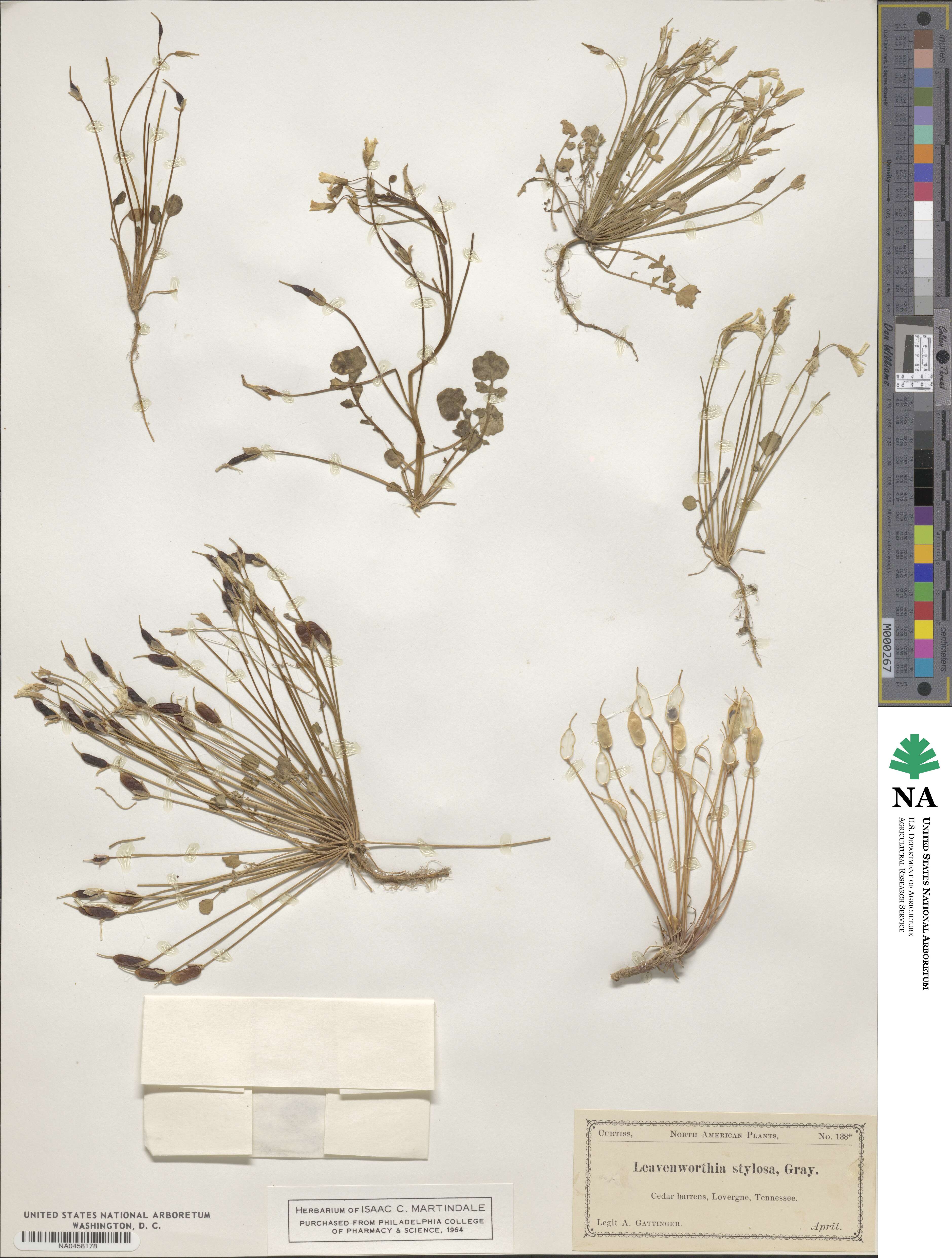 Leavenworthia image