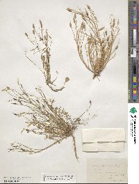 Leavenworthia stylosa image