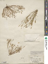 Leavenworthia stylosa image
