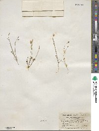 Leavenworthia stylosa image
