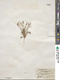 Leavenworthia stylosa image