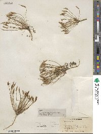 Leavenworthia stylosa image