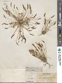 Leavenworthia stylosa image