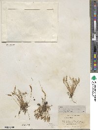 Leavenworthia stylosa image