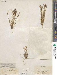 Leavenworthia stylosa image