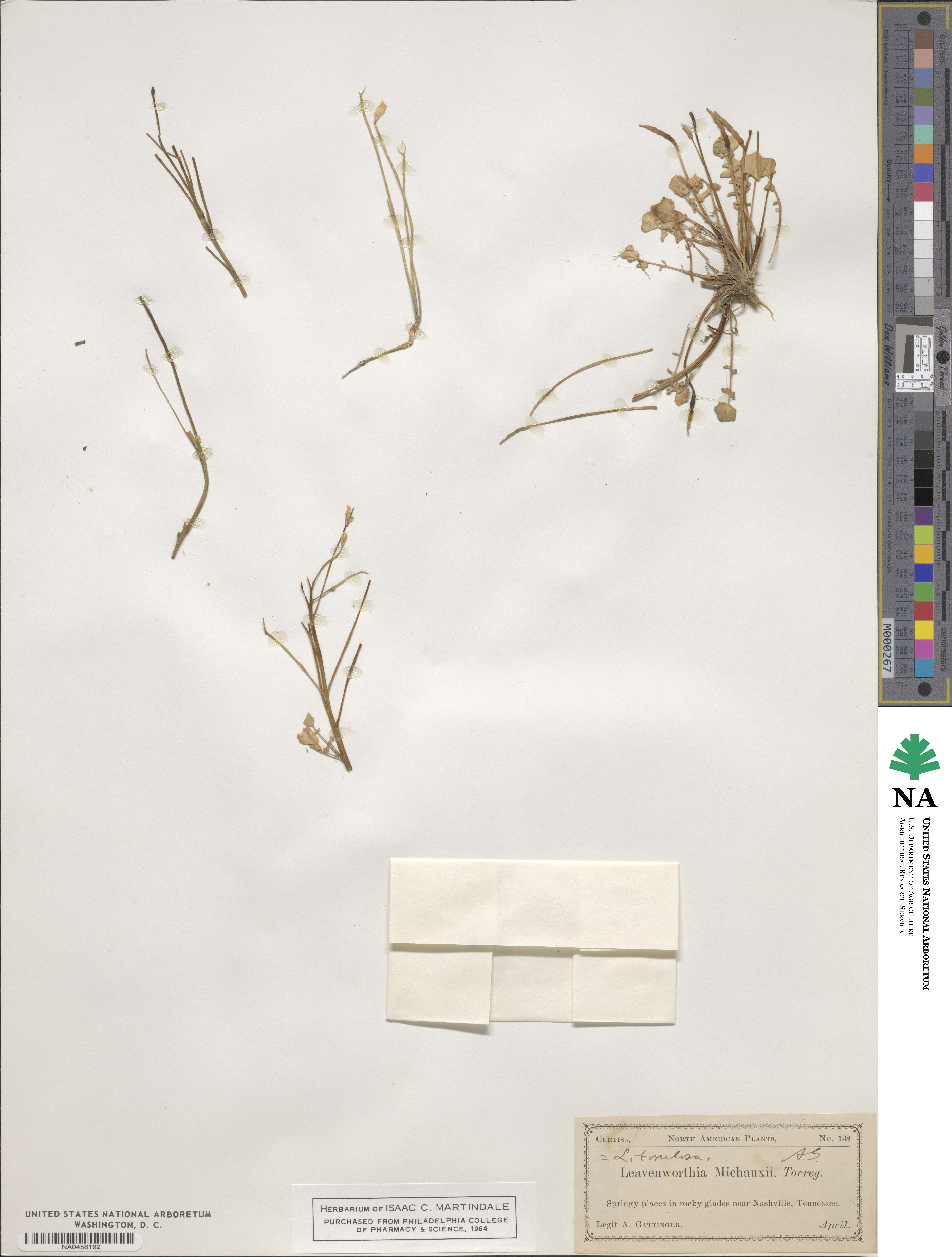 Leavenworthia torulosa image