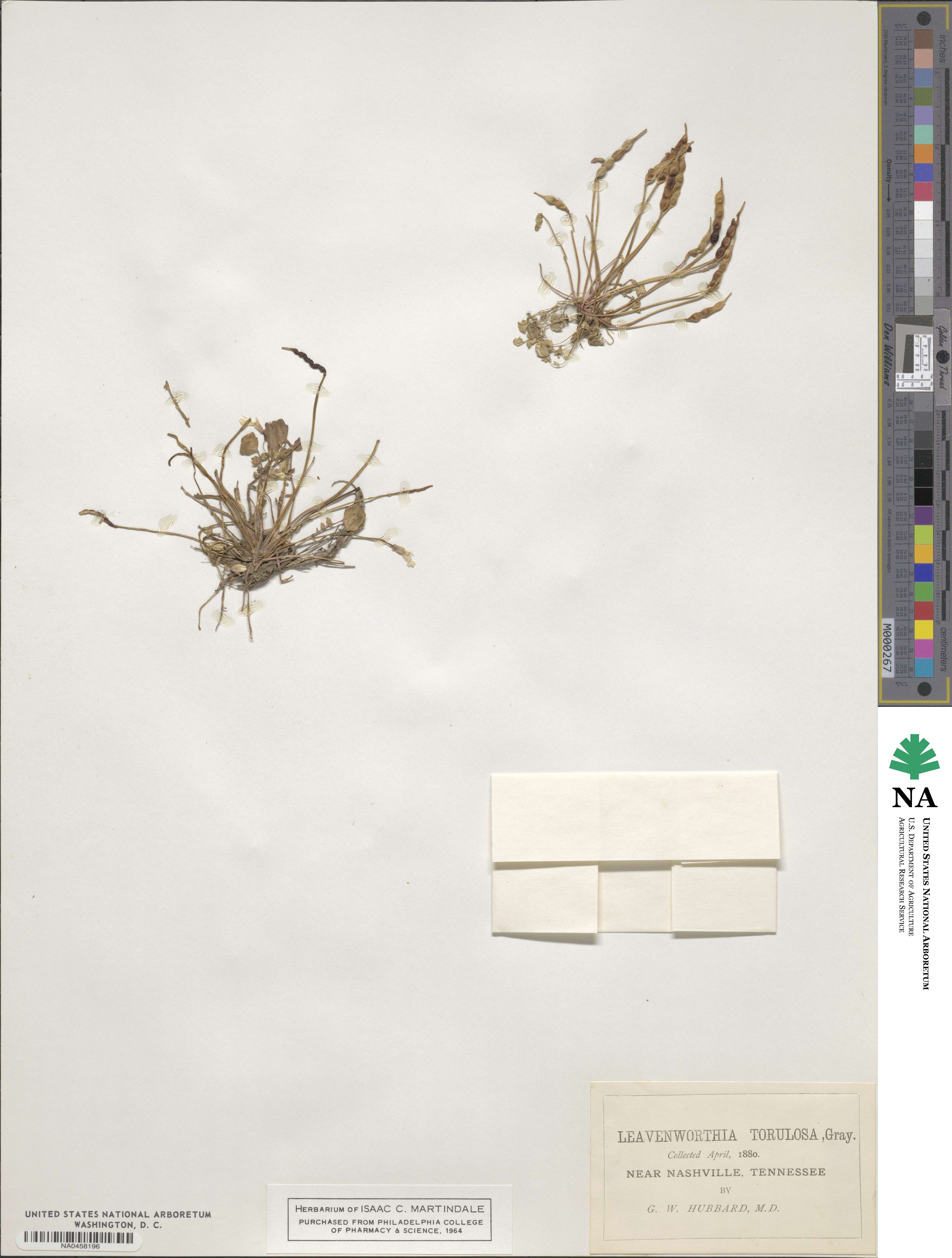 Leavenworthia image