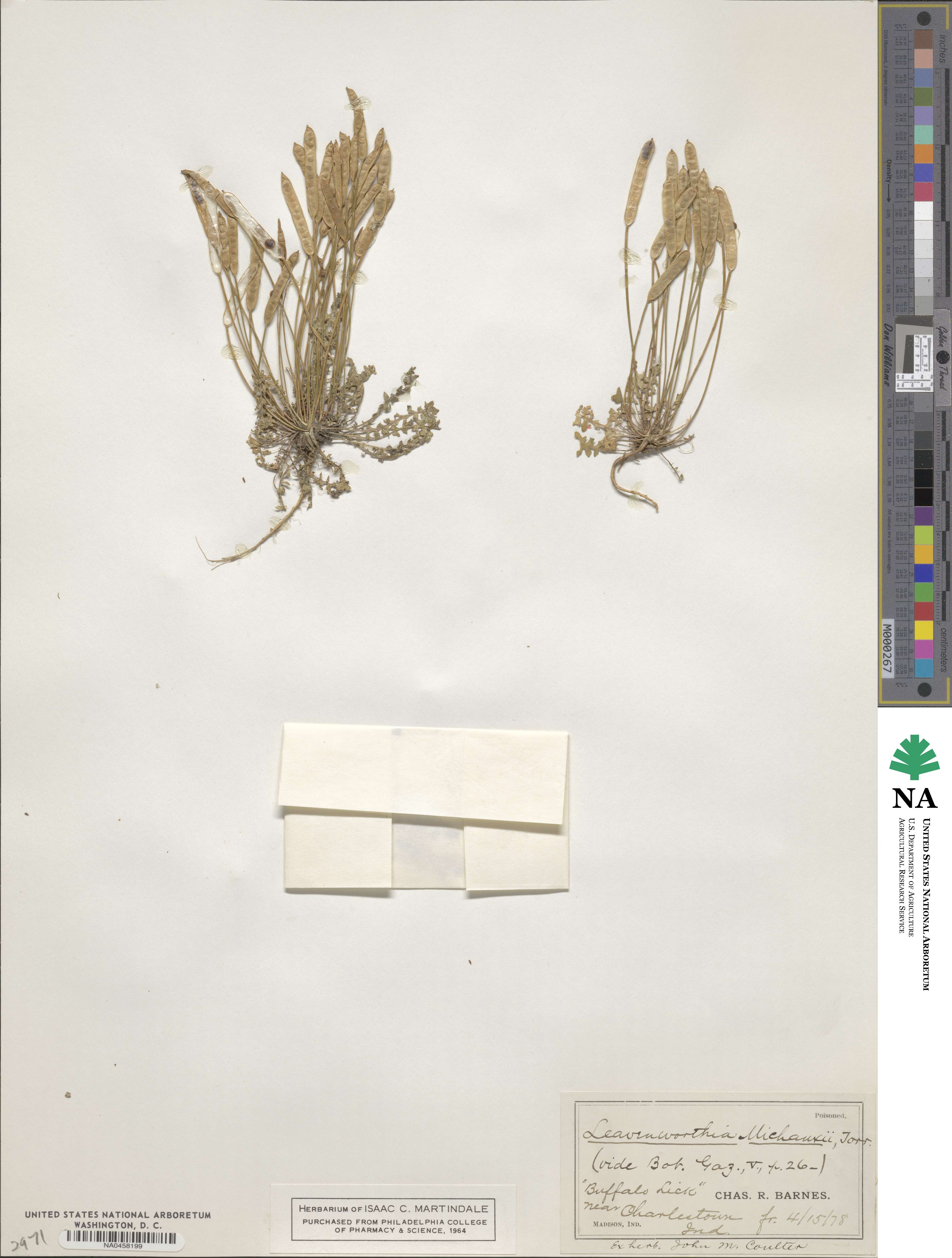 Leavenworthia uniflora image