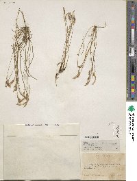 Leavenworthia uniflora image