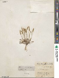 Leavenworthia uniflora image