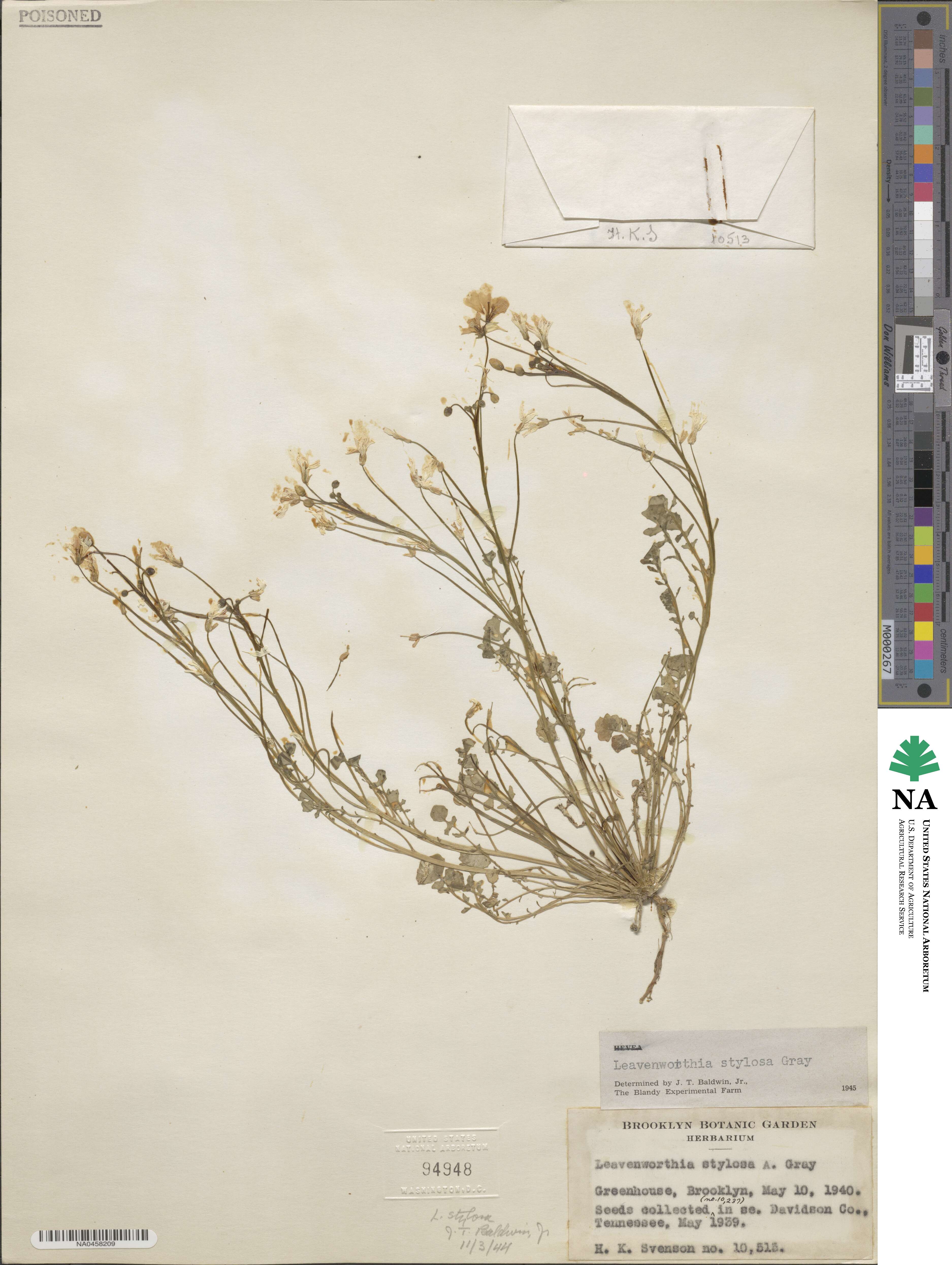 Leavenworthia stylosa image