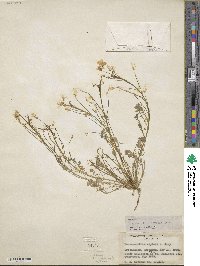 Leavenworthia stylosa image