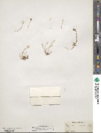 Idahoa scapigera image