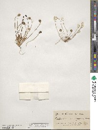 Idahoa scapigera image