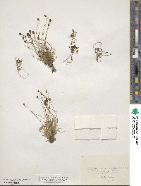 Idahoa scapigera image