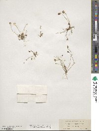 Idahoa scapigera image