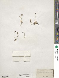 Idahoa scapigera image