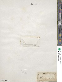 Idahoa scapigera image