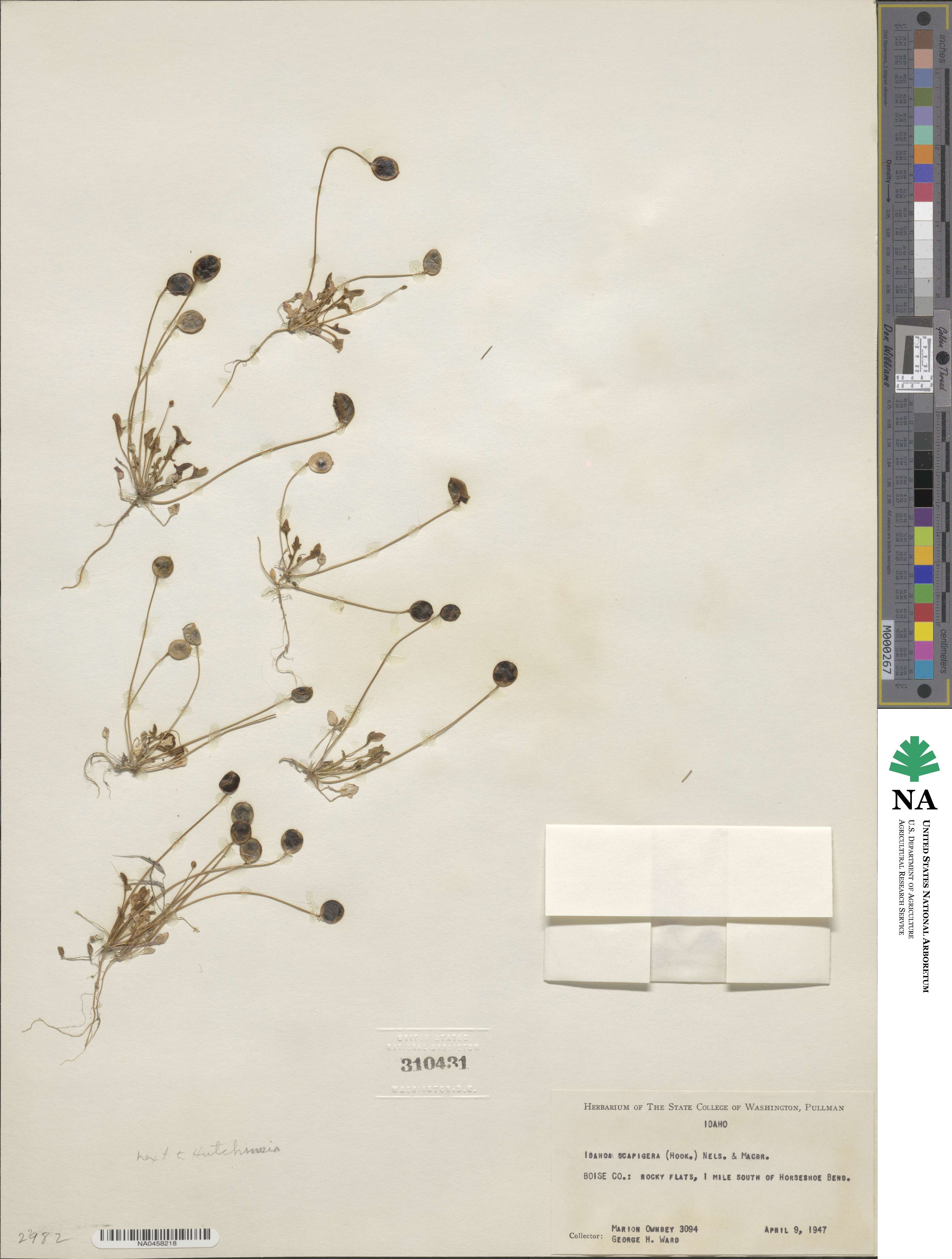 Idahoa scapigera image