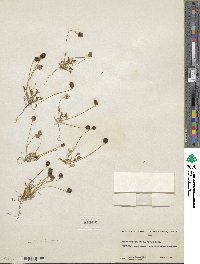 Idahoa scapigera image