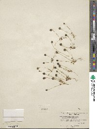 Idahoa scapigera image