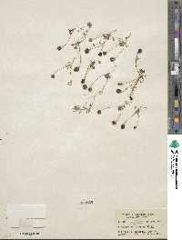 Idahoa scapigera image