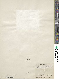 Idahoa scapigera image