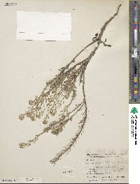 Halimolobos pubens image