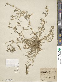 Tropidocarpum gracile image