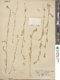 Tropidocarpum gracile image