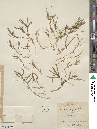 Tropidocarpum gracile image
