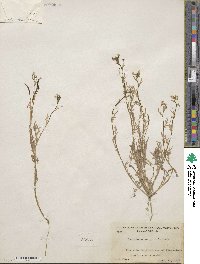 Tropidocarpum gracile image