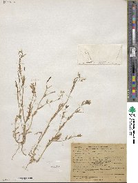 Tropidocarpum gracile image