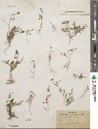 Tropidocarpum gracile image