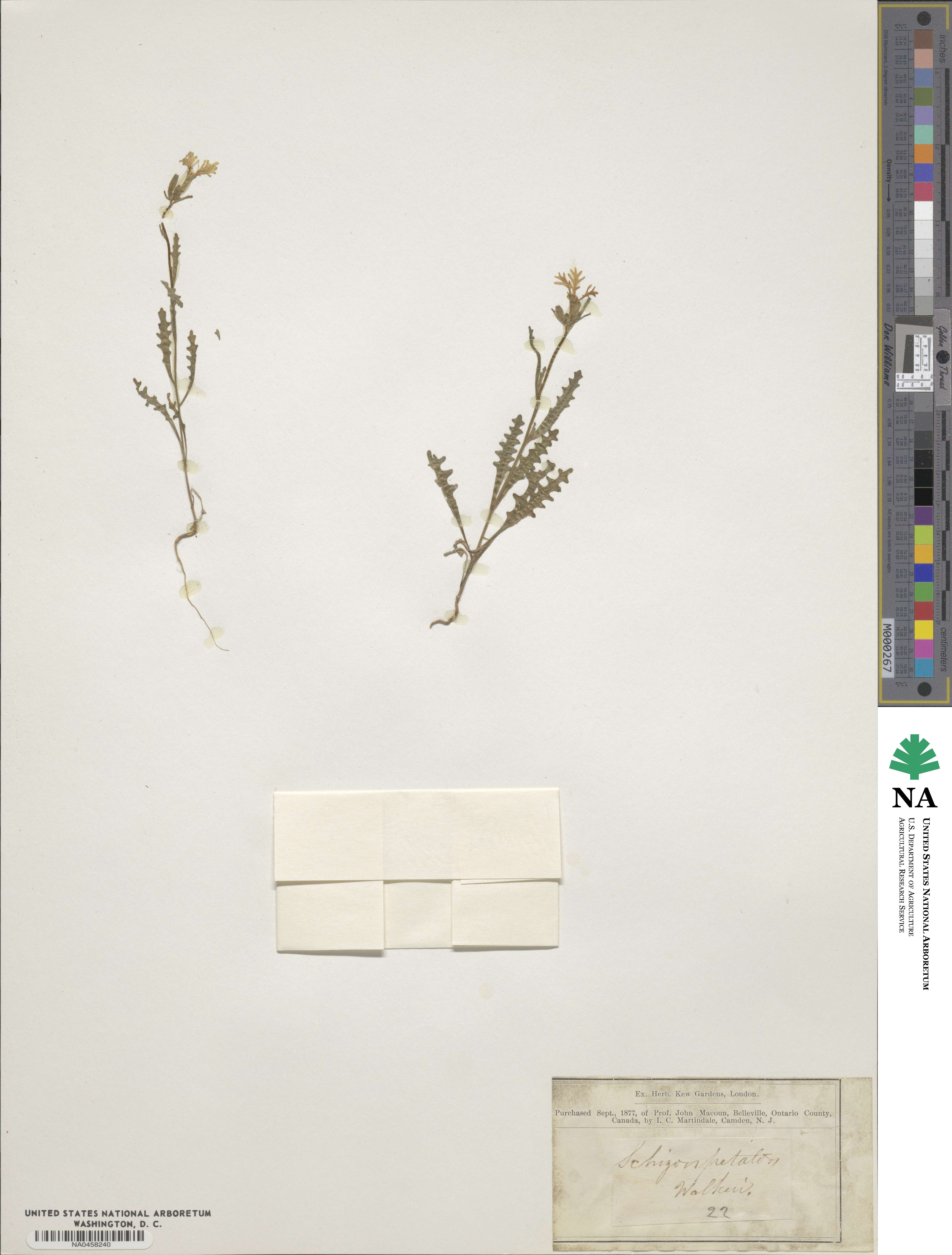 Schizopetalon walkeri image