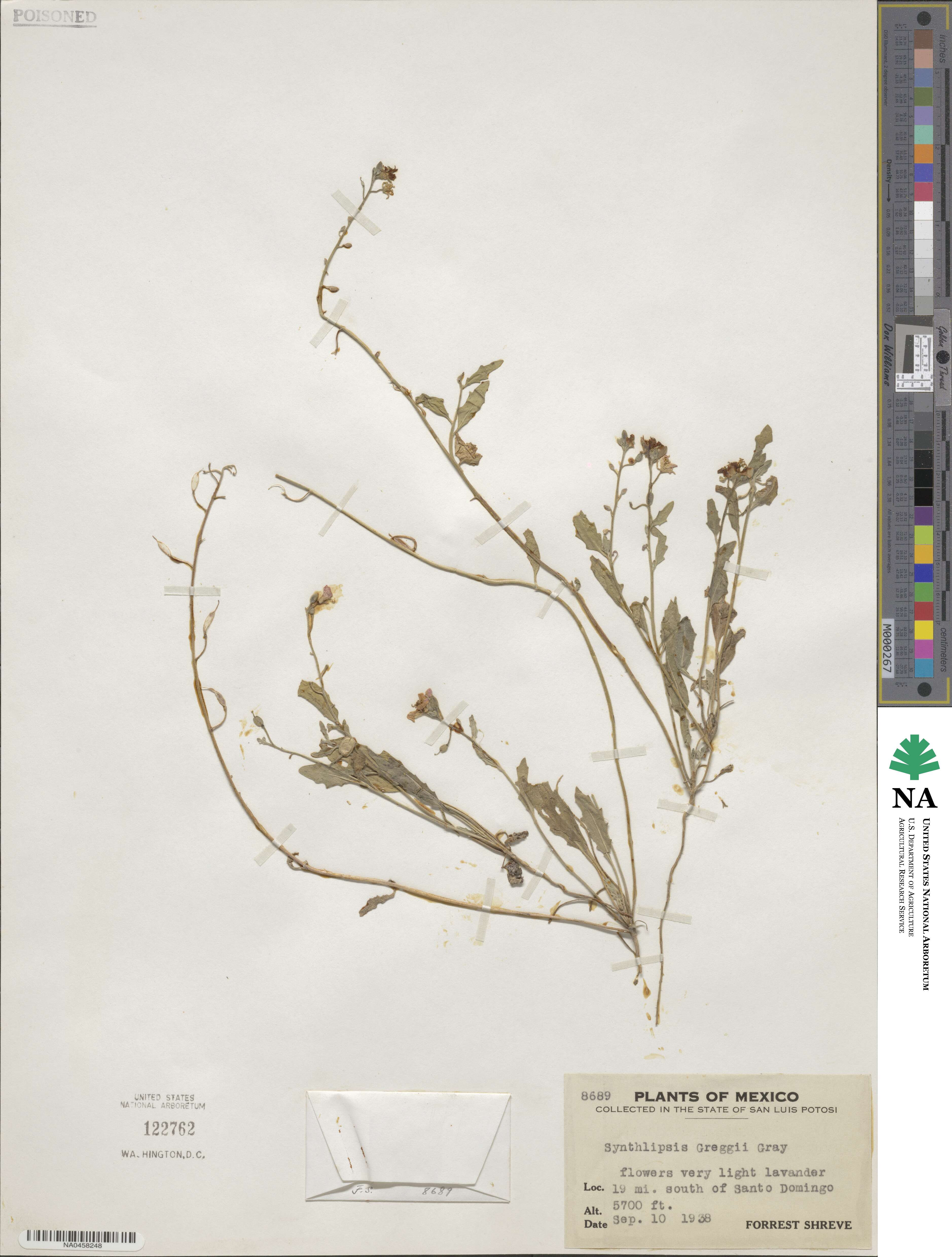 Synthlipsis greggii image