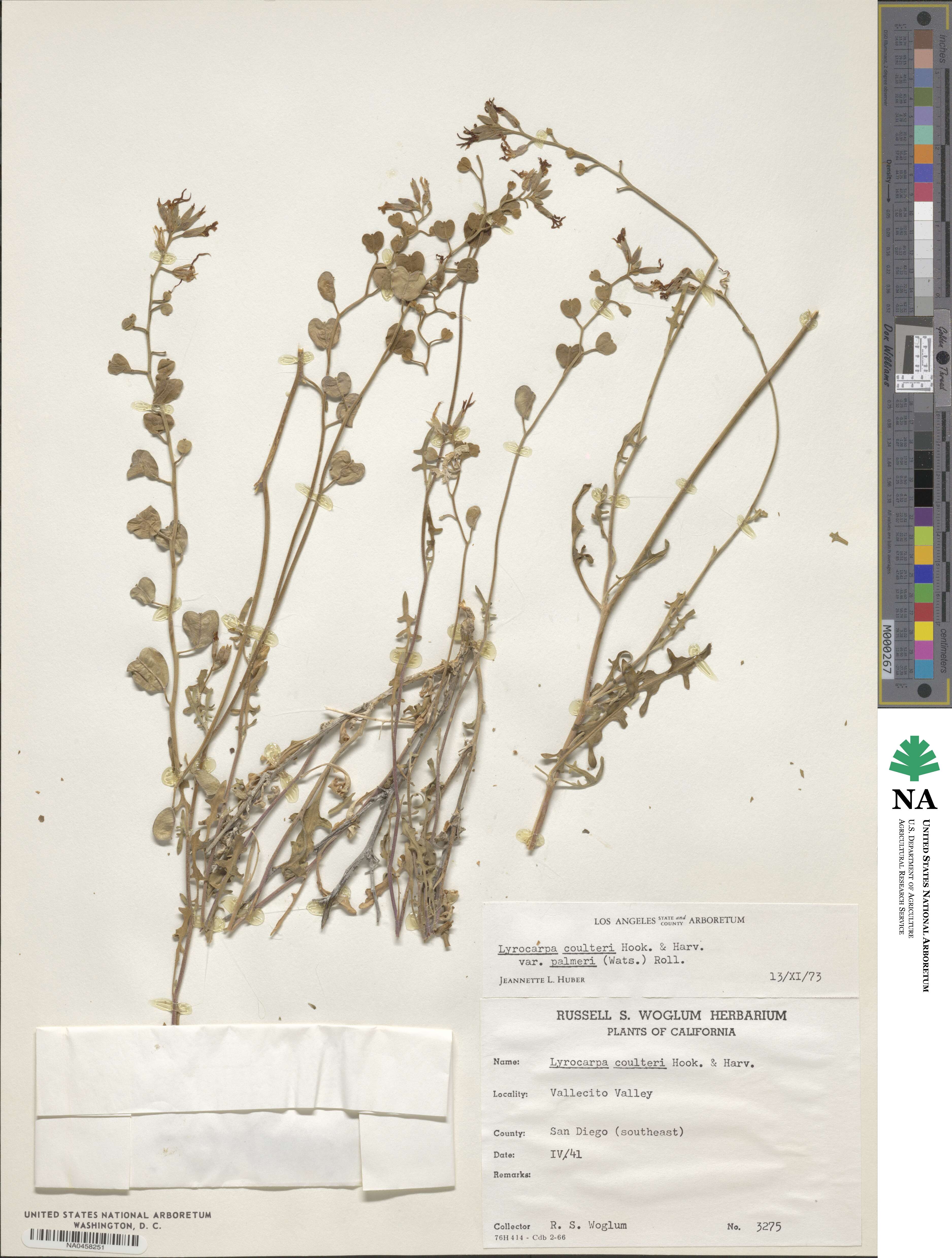 Lyrocarpa coulteri image