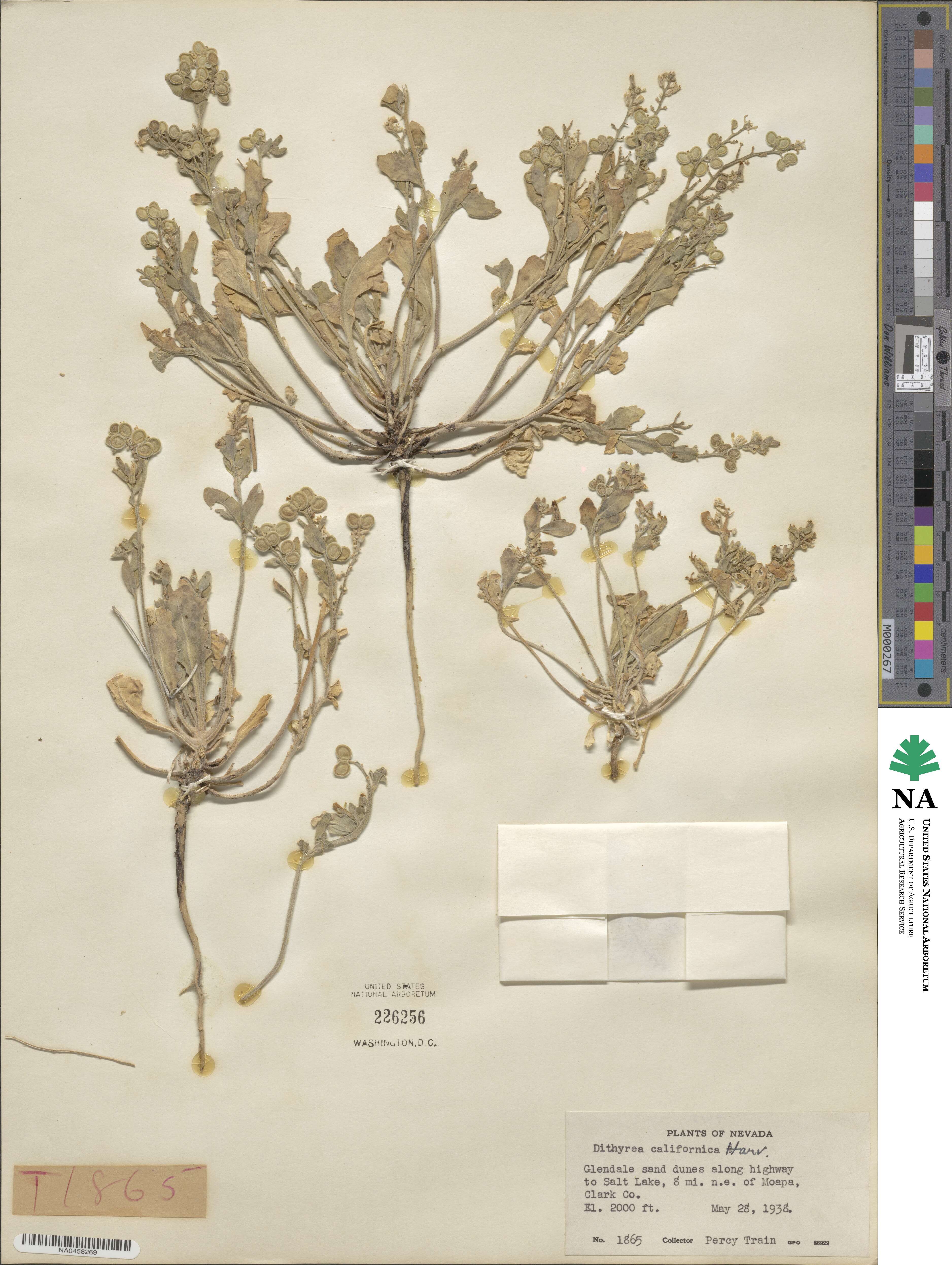 Dithyrea californica image