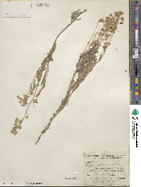 Dithyrea wislizeni image